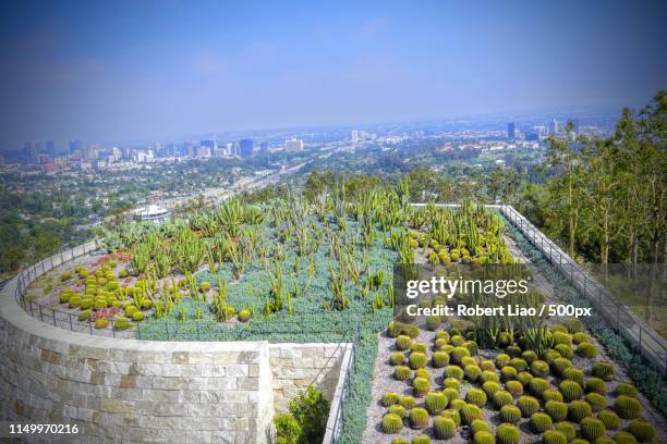cactus - getty museum of art stock pictures, royalty-free photos & images