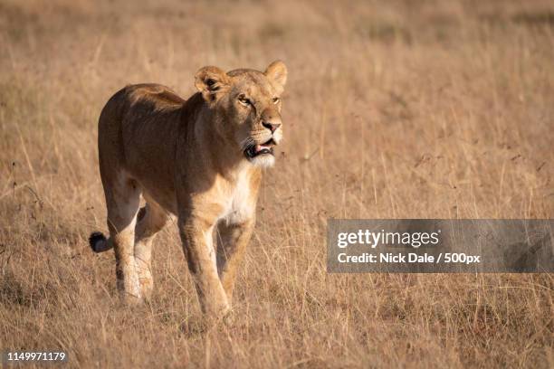 lion walking through long grass in sunshine - hartebeest botswana stockfoto's en -beelden