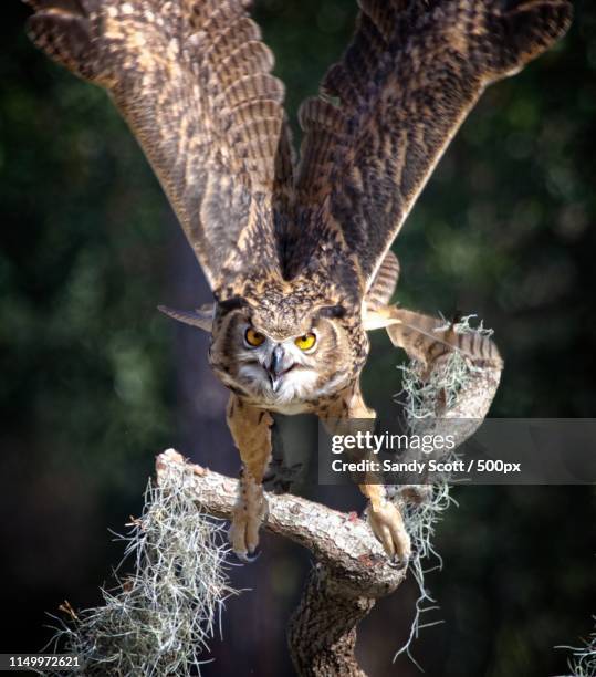 owl in flight - eurasian eagle owl stock pictures, royalty-free photos & images