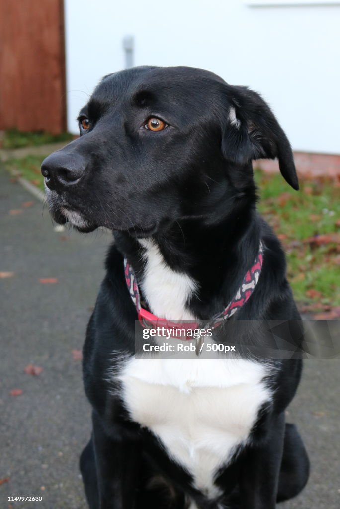 Portrait of dog