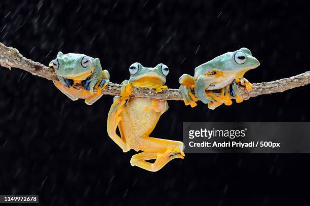 flying frog - sulawesi stock-fotos und bilder