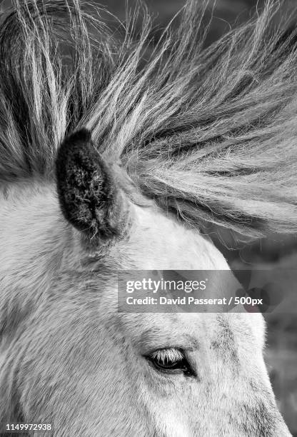 windy mane - animal hair stock pictures, royalty-free photos & images