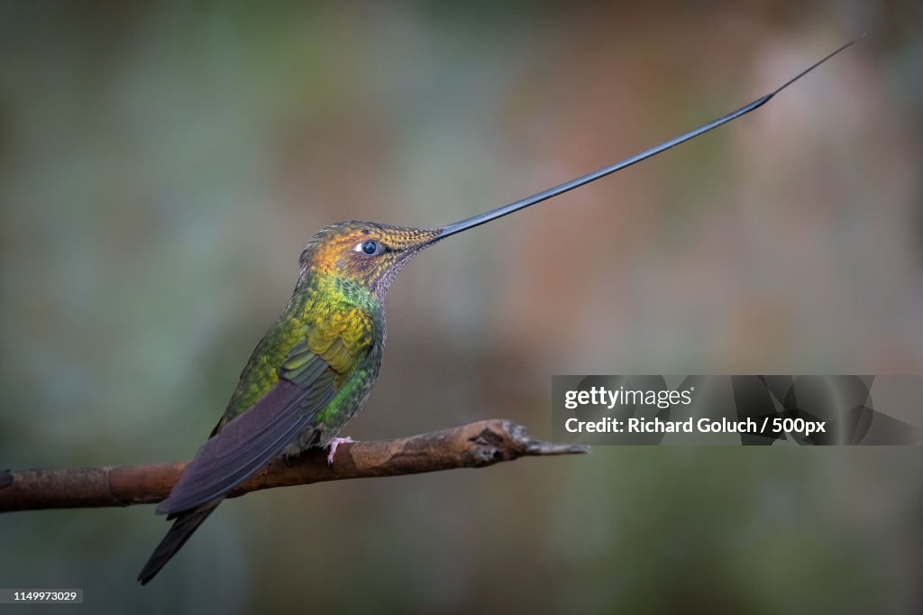 Sword-Billed Hummingbird