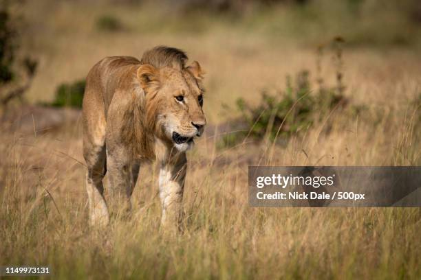 male lion walks through grass in sunshine - hartebeest botswana stockfoto's en -beelden