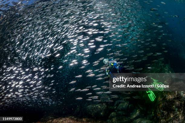 sardine diver - yellow fin tuna fish stock pictures, royalty-free photos & images