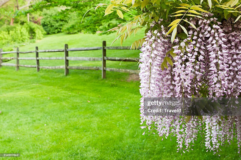 Flowers of Japanese wisteria in spring garden