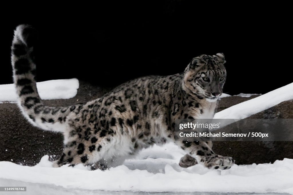 The Snow Leopard Deftly Jumps And Runs Through The Snow Against
