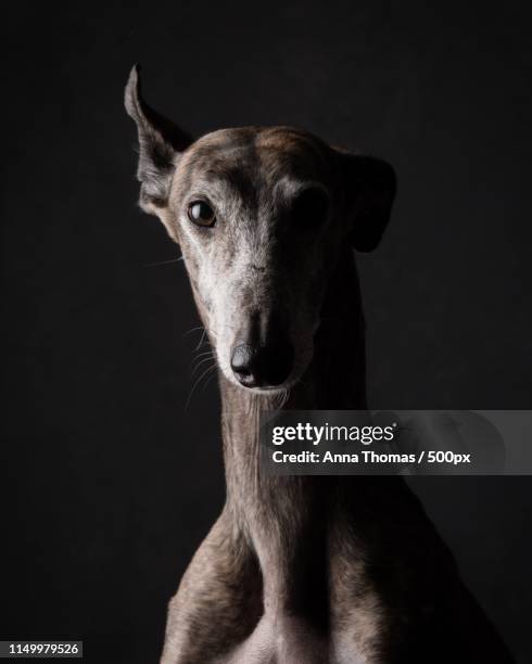 dog photo - greyhound stock pictures, royalty-free photos & images