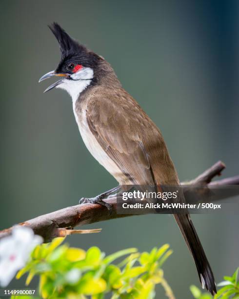 red whiskered bulbul - bulbuls stock pictures, royalty-free photos & images