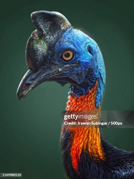 golden necked cassowary - casuario foto e immagini stock