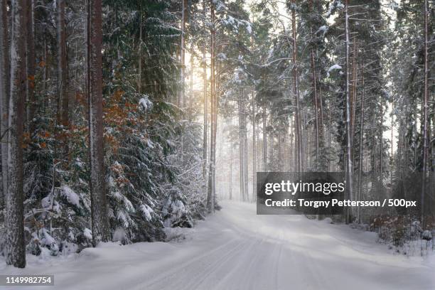 sunrays and pinetrees - forest sweden stock pictures, royalty-free photos & images