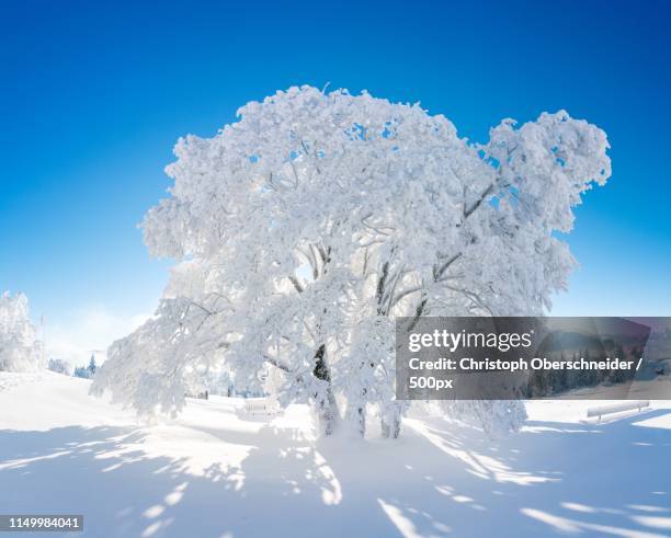 winter wonderland - neve profunda imagens e fotografias de stock
