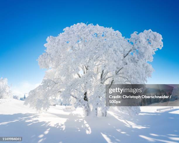 winter wonderland - coberto de neve imagens e fotografias de stock