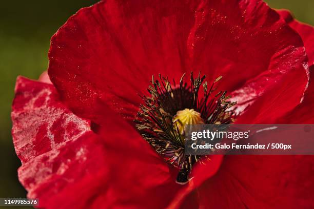 close up of a bright red breadseed poppy flower in the wind on a green spring garden gentle - glaucos photos et images de collection
