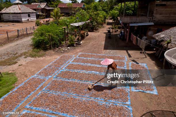 Cocoa farmer dries his cocoa beans under the hot humid Indonesian sun, Sulawesi Island.