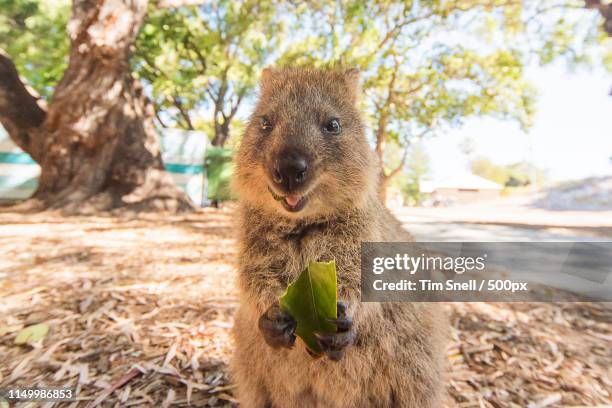 don't it make you smile - quokka stock-fotos und bilder