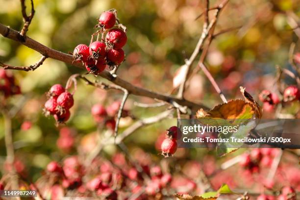 autumn scene - tracilowski bildbanksfoton och bilder