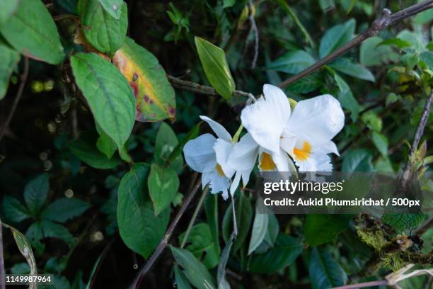 natural views and trees at kew mae pan - u.s. department of the interior stock pictures, royalty-free photos & images