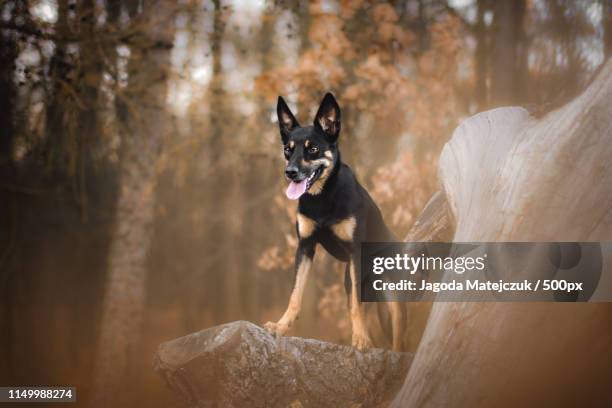 ruler - australian kelpie fotografías e imágenes de stock