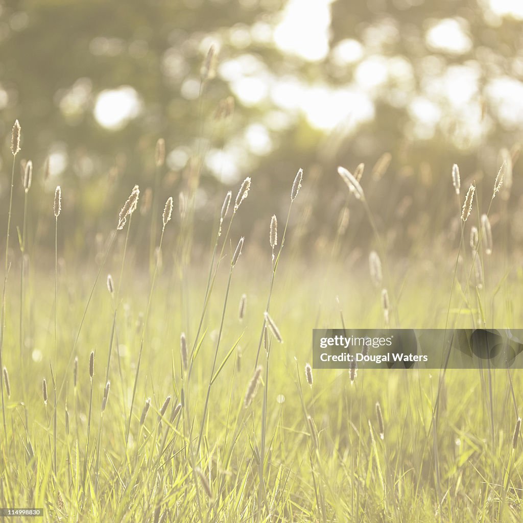 Grasses in spring meadow.