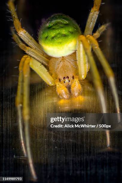 Alien Spider Insect 61 Alien Spider Stock Photos, High-Res Pictures, and Images - Getty Images