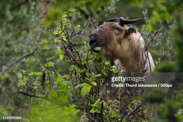 a gentle giant - takin stock pictures, royalty-free photos & images