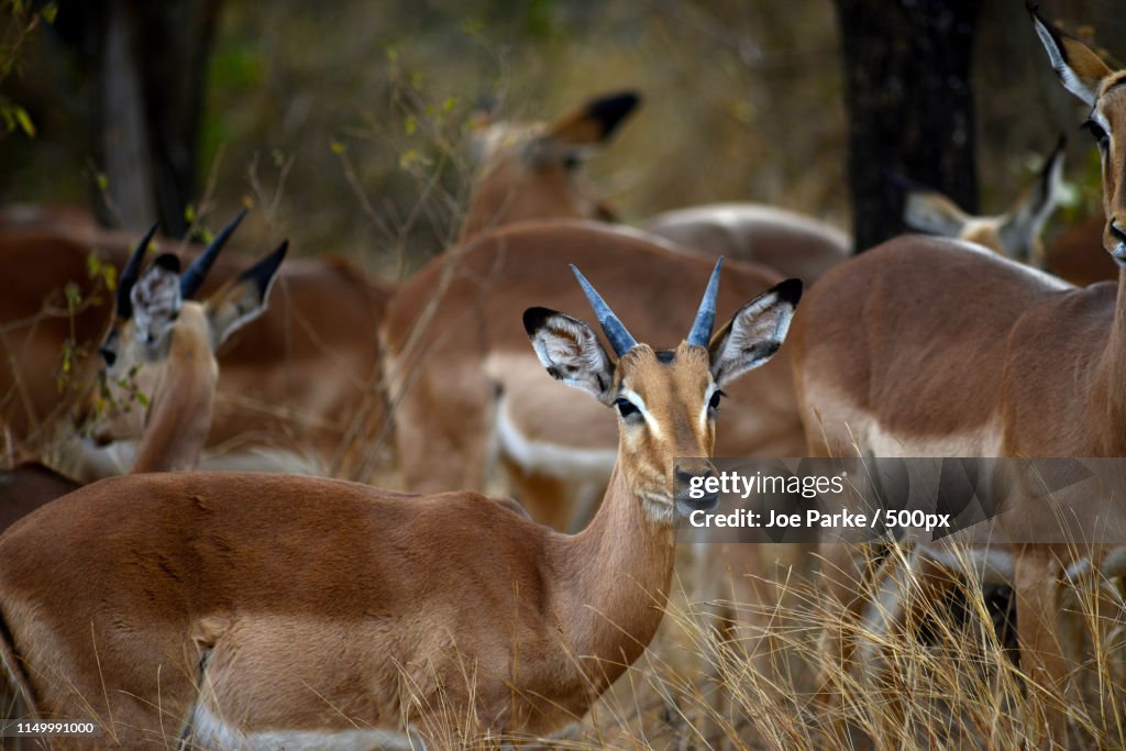 Kruger Antelope