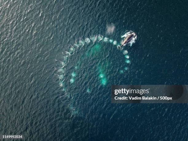 humpbacks' bubble net feeding - antarctica whale stock pictures, royalty-free photos & images