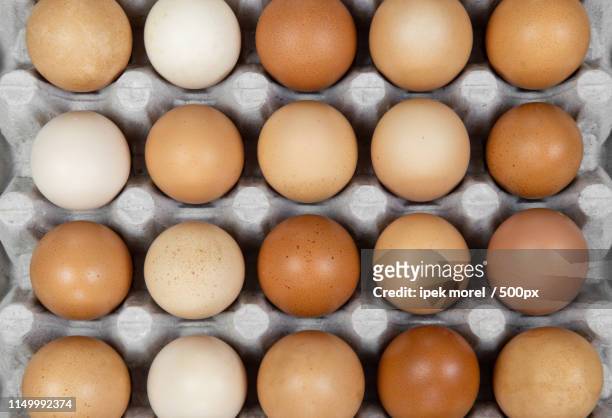 twenty chicken eggs in a carton tray - ipek morel stock pictures, royalty-free photos & images