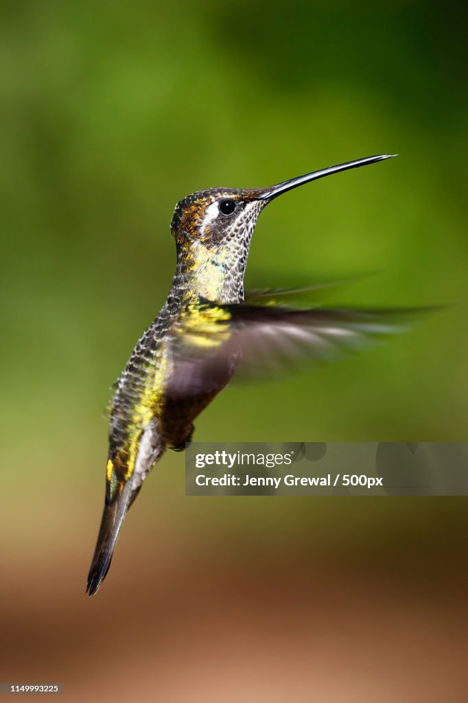 White-Eared Hummingbird Female