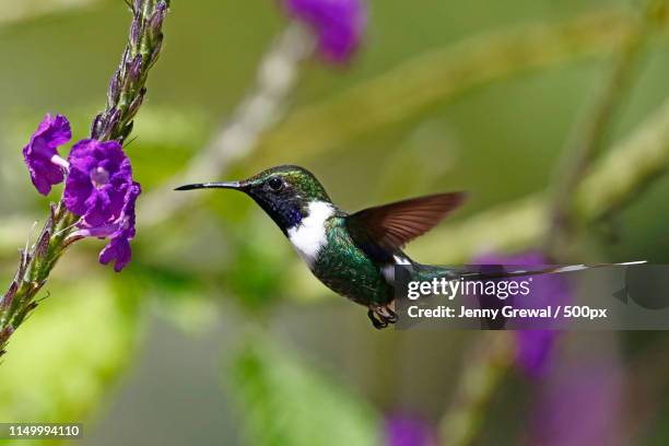 sparkling tailed hummingbird - honduras stock-fotos und bilder