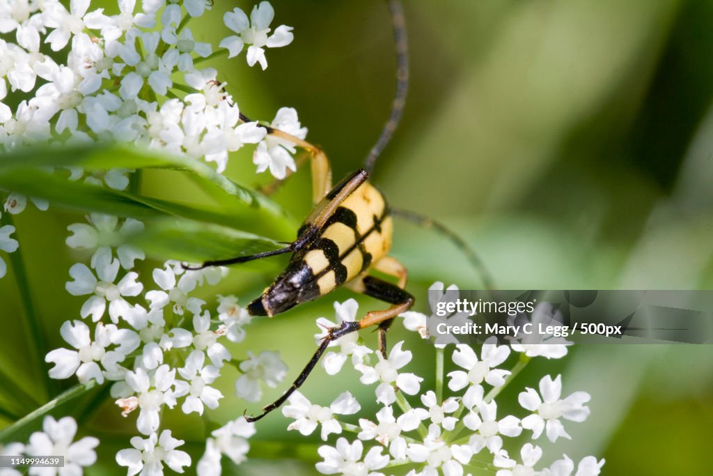 Spotted Longhorn, Leptura Maculata