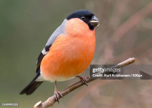 bullfinch male - ciuffolotto comune eurasiatico foto e immagini stock