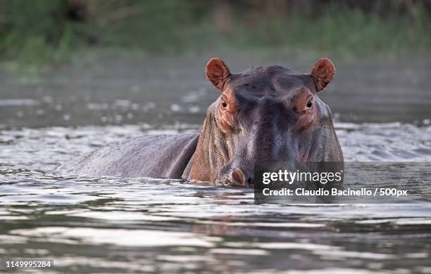 hippopotamus - haut lieu touristique national photos et images de collection