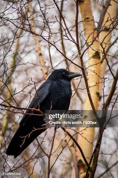 carrion crow (corvus corone) - white crow stock pictures, royalty-free photos & images