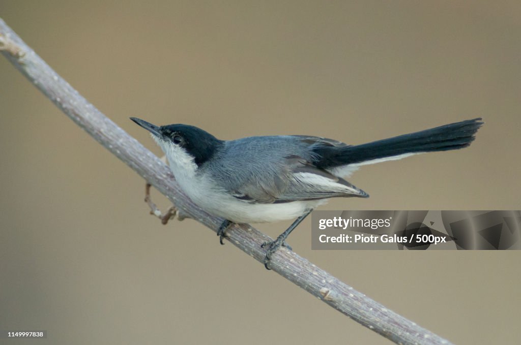 Tropical Gnatcatcher