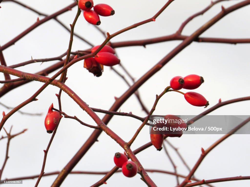 The Wild Rose Bush