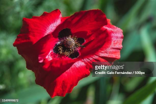 beautiful red breadseed poppy flower in the wind on a green spring garden - glaucos photos et images de collection