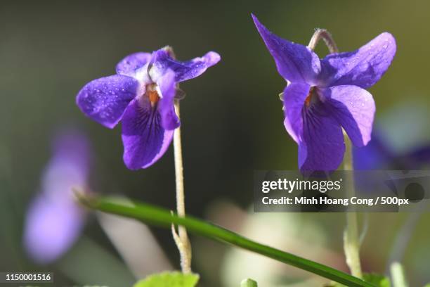 two sweet wildflowers - viola odorata stock pictures, royalty-free photos & images