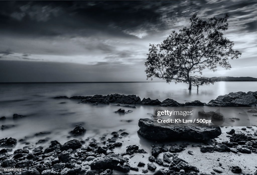 Rocks & Tree