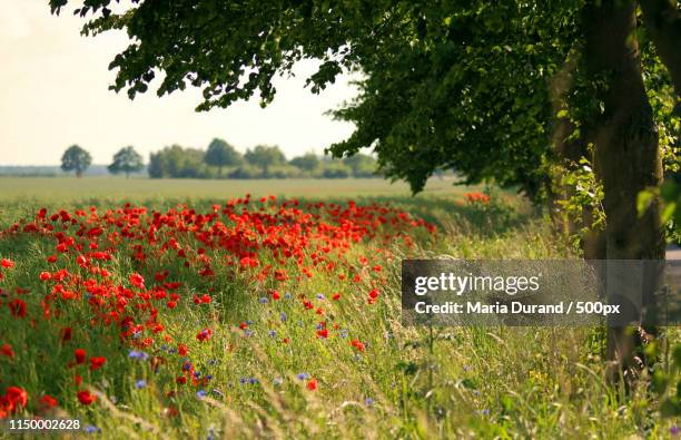 summer breeze - fleesensee stock pictures, royalty-free photos & images