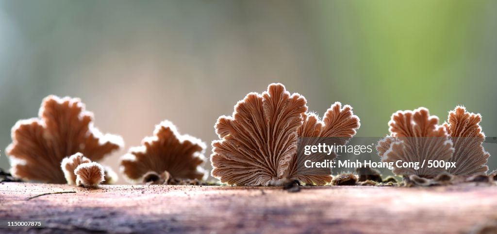 Saprobiontic Mushrooms