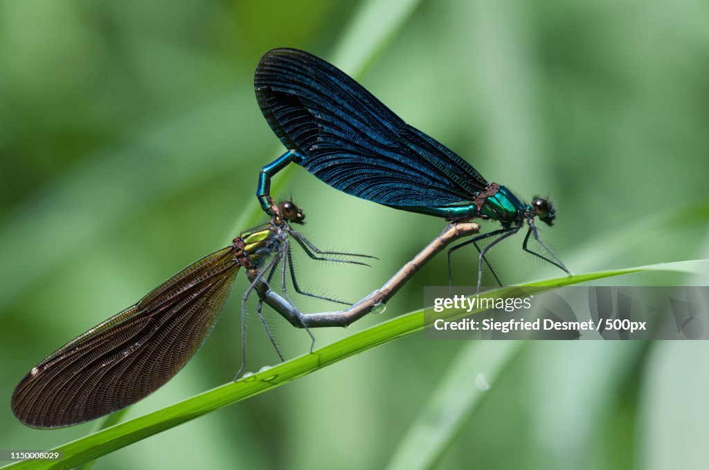 Close up of mating dragonflies