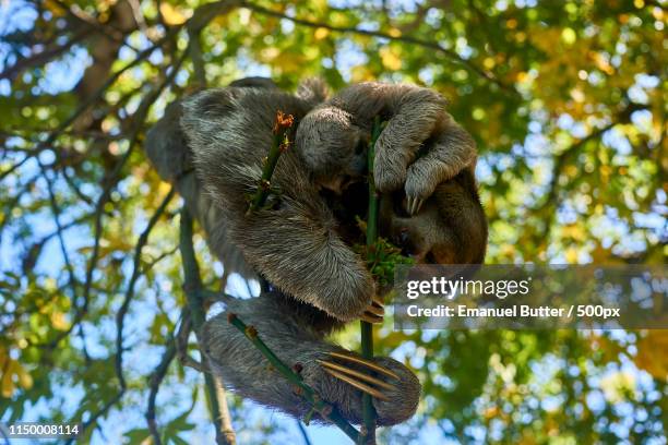 2 sloth in a park in cartagena - wildlife colombia stock-fotos und bilder