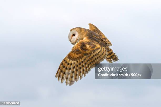 barn owl - barn owl stock-fotos und bilder