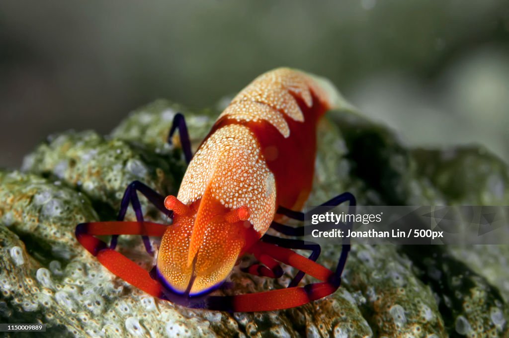 Portrait of emperor shrimp (Periclimenes imperator)