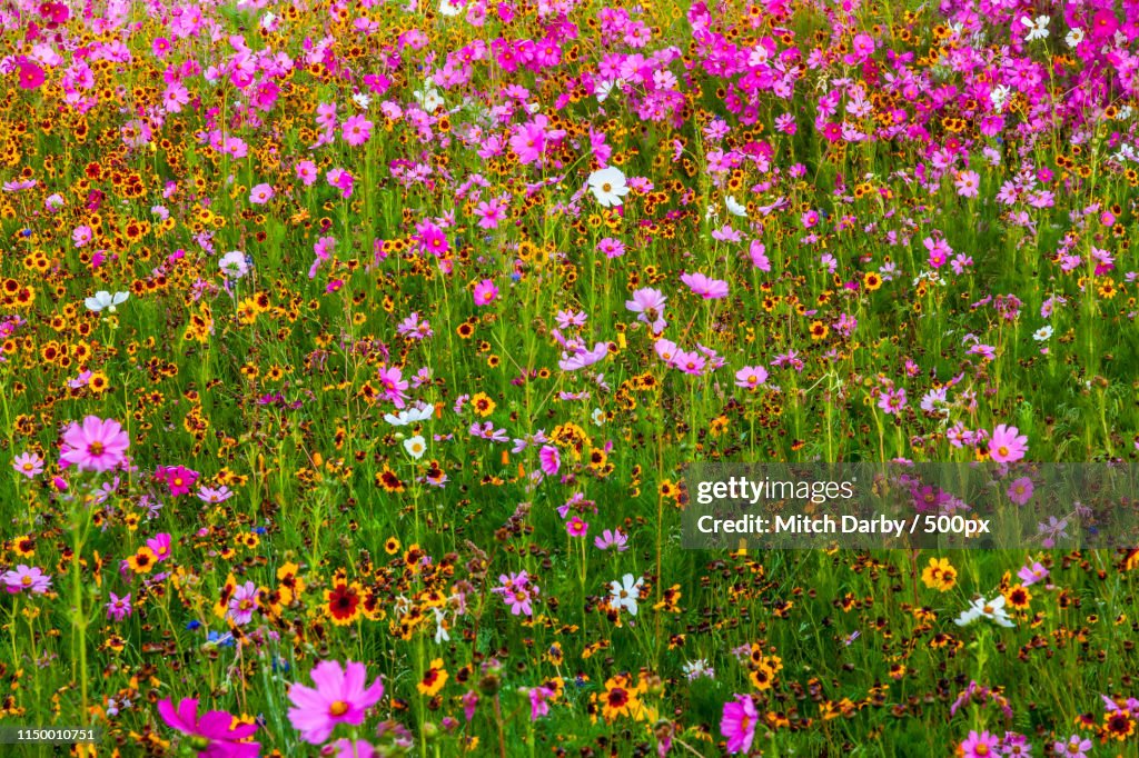 Wildflowers