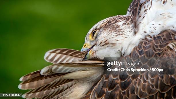 saker falcon preening - saker falcon falco cherrug stock pictures, royalty-free photos & images
