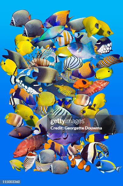 ilustrações, clipart, desenhos animados e ícones de tropical reef fish montage. - butterflyfish