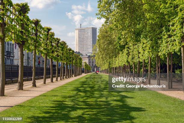 tall building at the end of row of trees in urban park - belgium landscape stock pictures, royalty-free photos & images